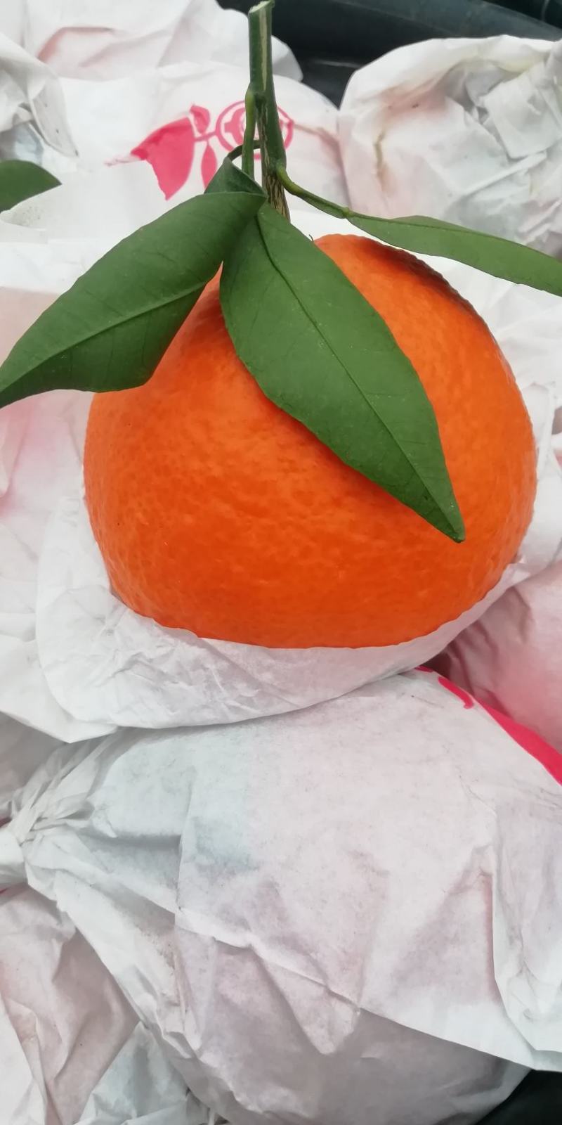 爱媛38〈红美人）套袋果