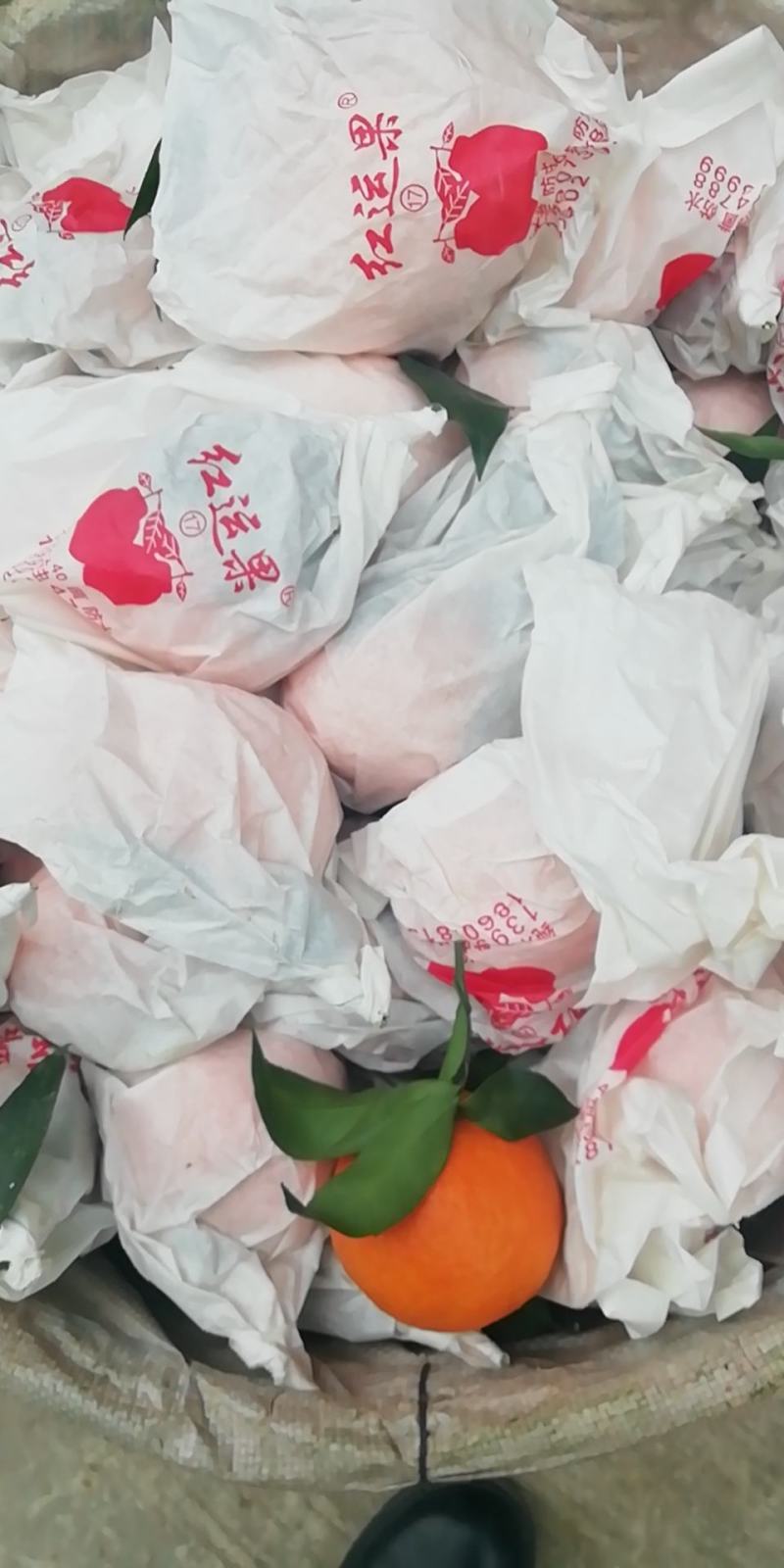 爱媛38〈红美人）套袋果