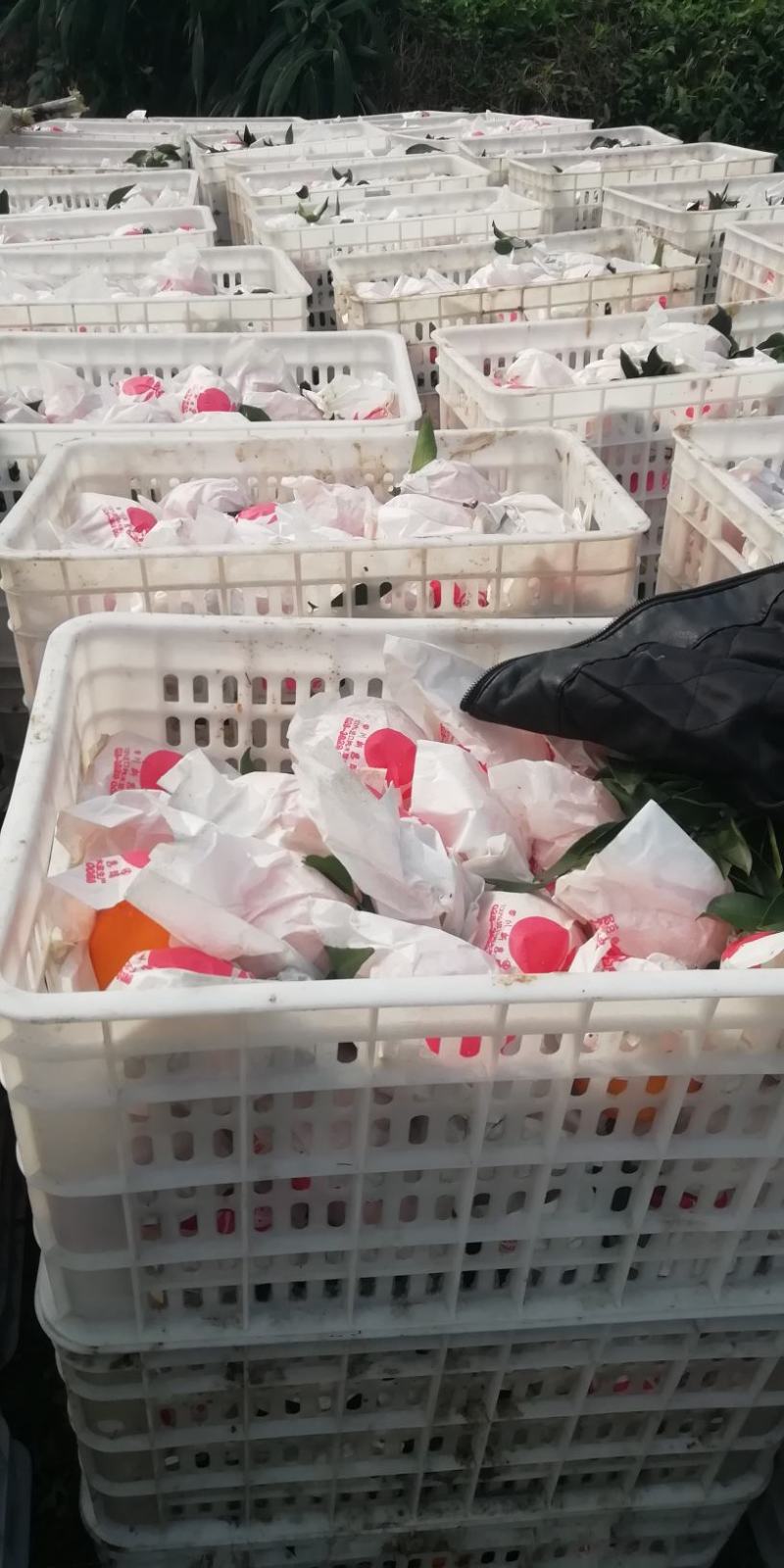 爱媛38〈红美人）套袋果