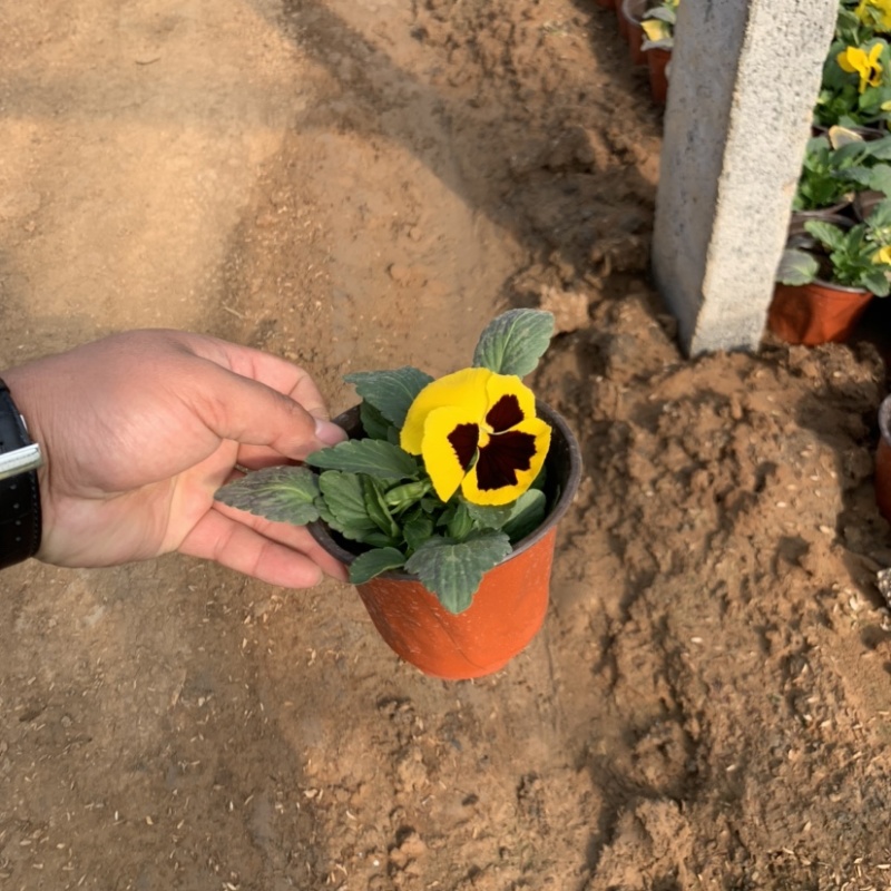 三色堇，冬季草花，耐寒草花