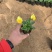 三色堇，冬季草花，耐寒草花