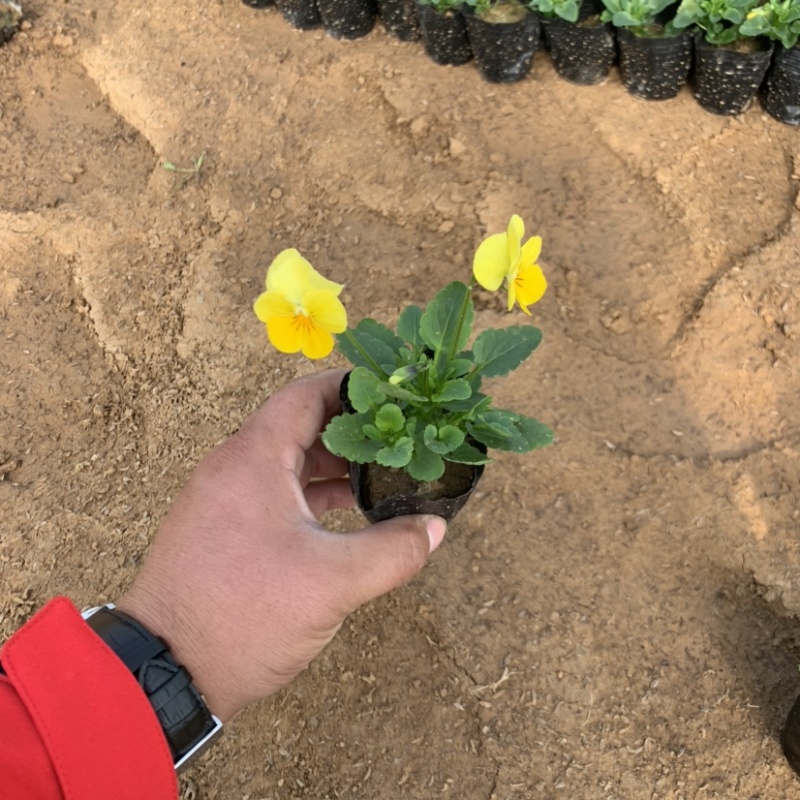 三色堇，冬季草花，耐寒草花