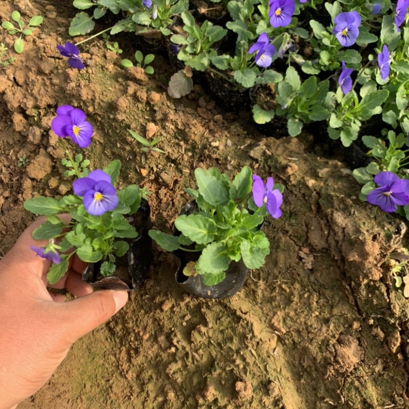 三色堇，冬季草花，耐寒草花
