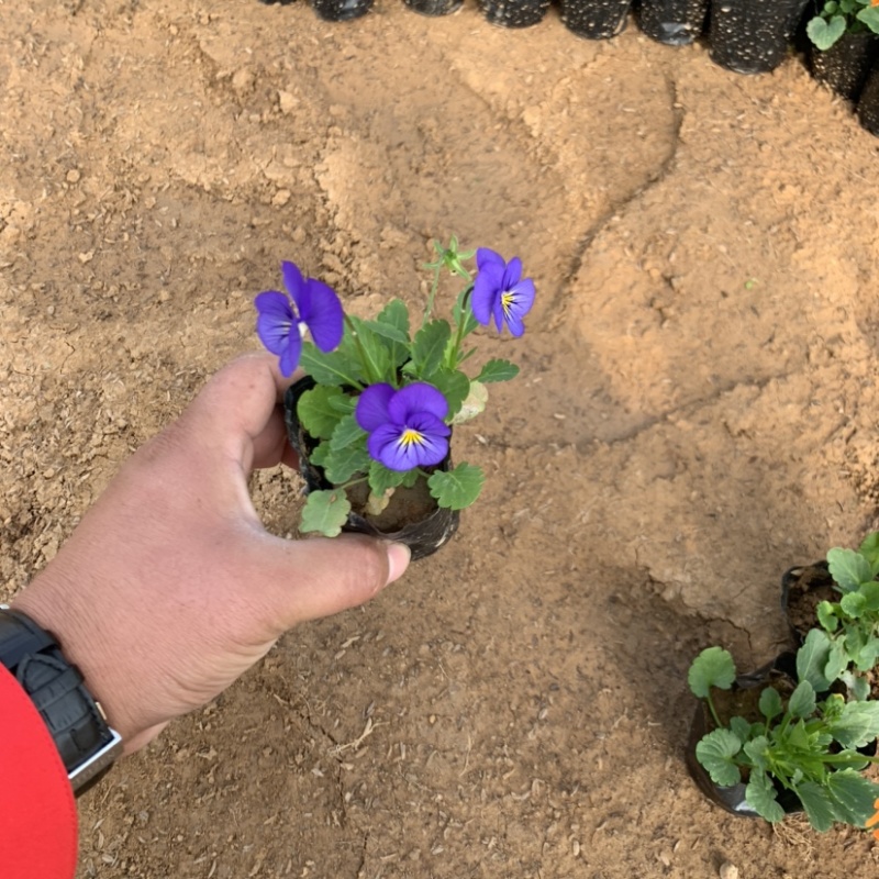 三色堇，冬季草花，耐寒草花
