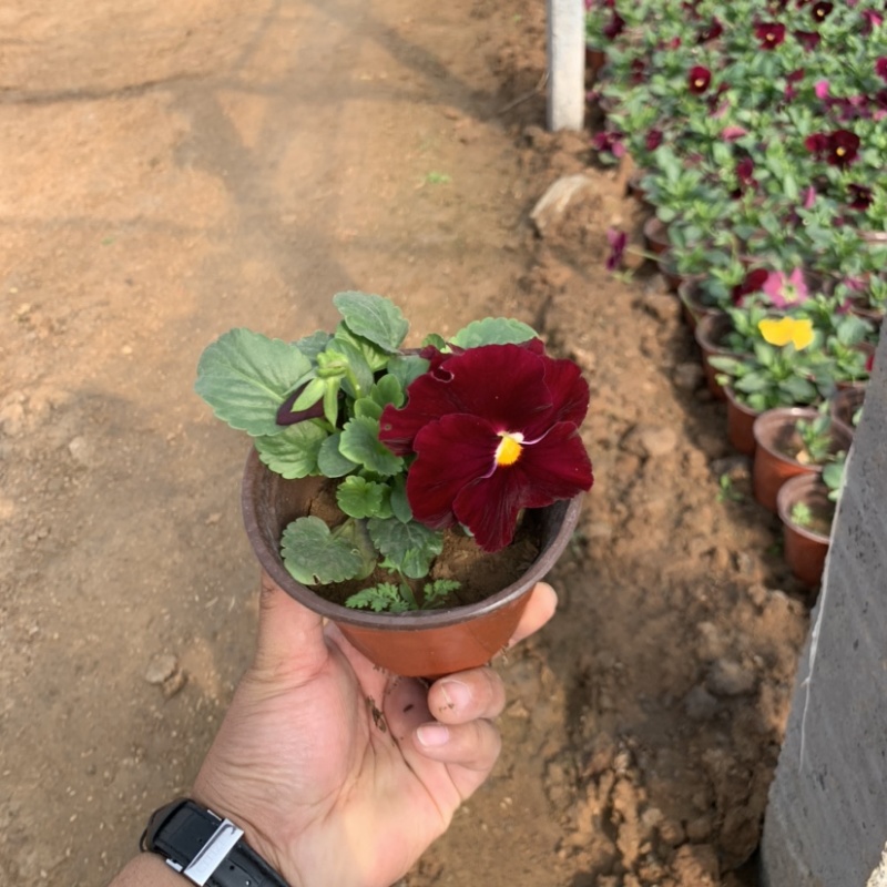 三色堇，冬季草花，耐寒草花