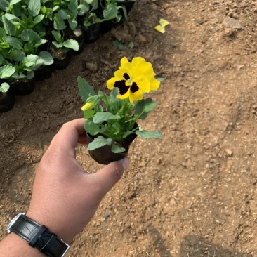三色堇，冬季草花，耐寒草花
