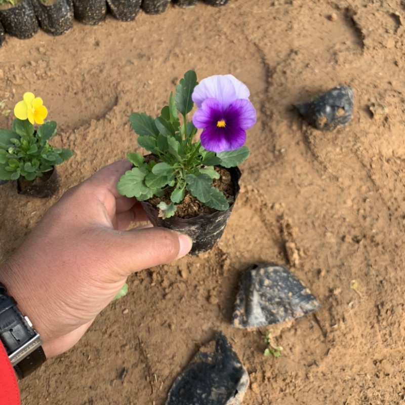 三色堇，冬季草花，耐寒草花