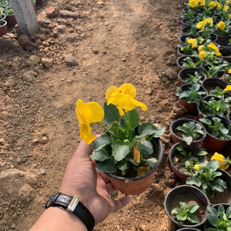 三色堇，冬季草花，耐寒草花