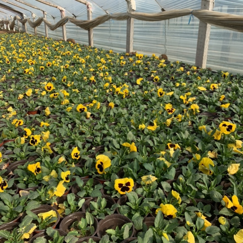 三色堇，冬季草花，耐寒草花