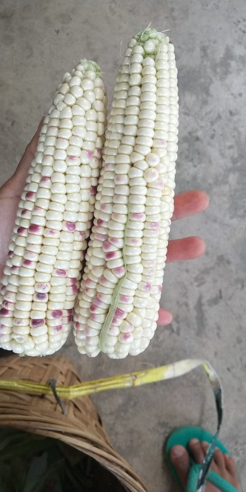 糯玉米大小花糯元江产区