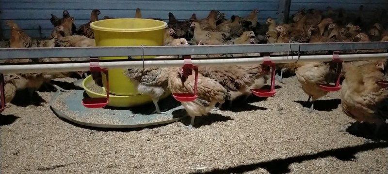 散养小母鸡！！！！！