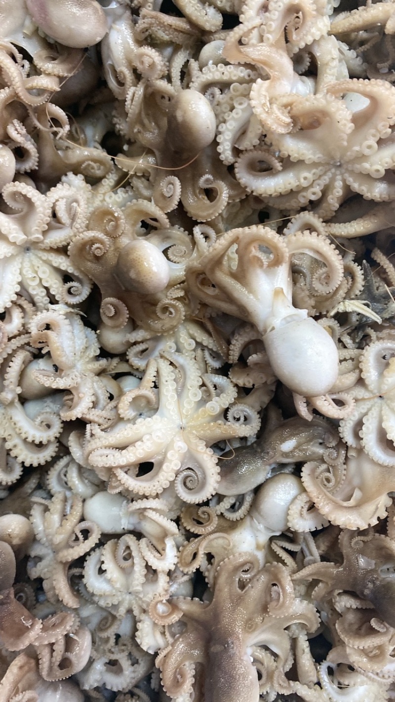 【精选】熟八爪鱼渤海湾特产批发一手货源原产地直销