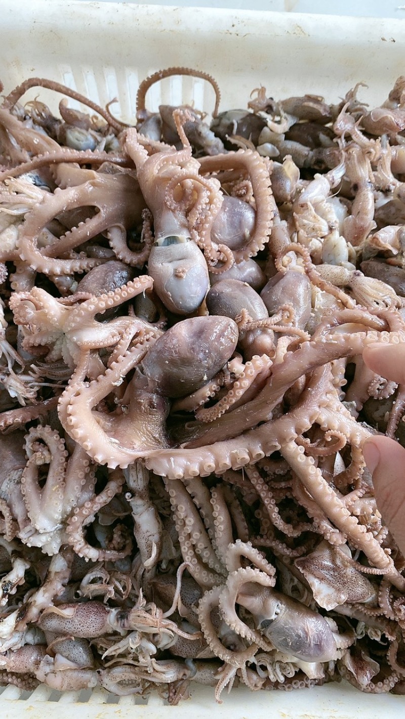 【精选】熟八爪鱼渤海湾特产批发一手货源原产地直销