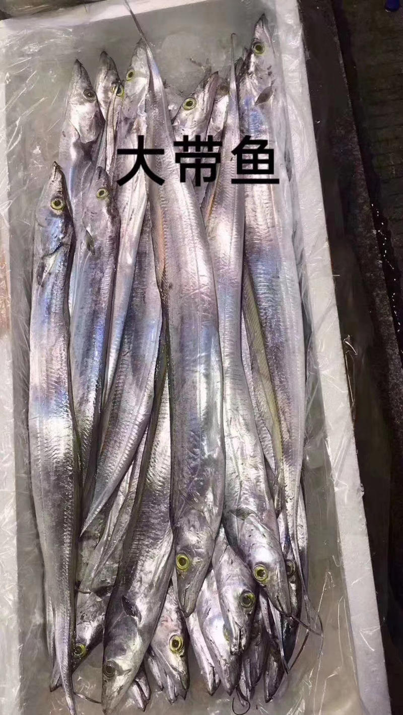 博贺港：黄边大带鱼无菌打包厂家直发1500-3000g