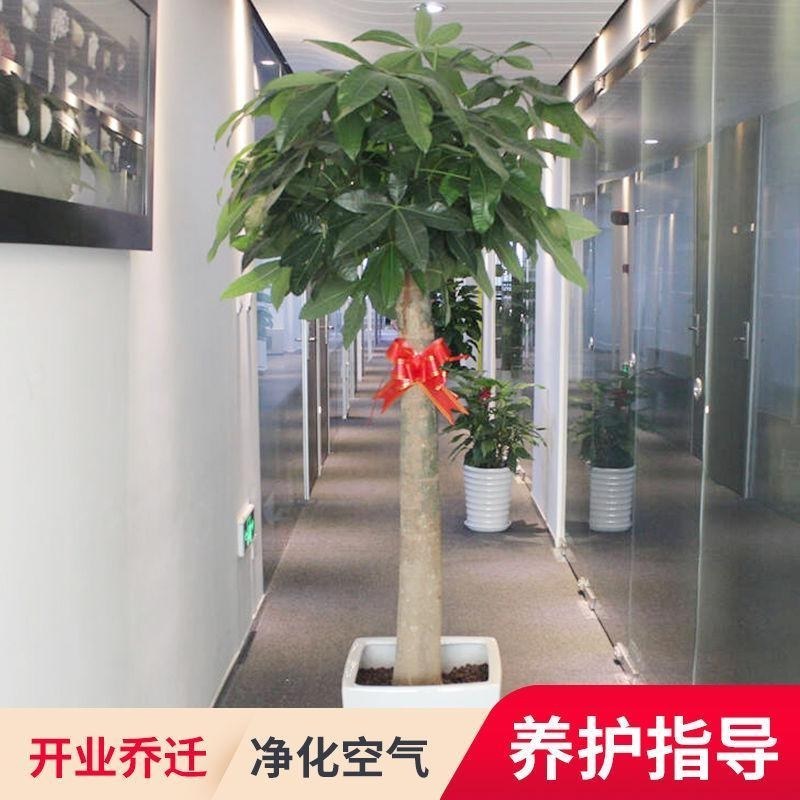 发财树盆栽大客厅绿植大型植物发财树盆栽绿植开业乔迁送礼大