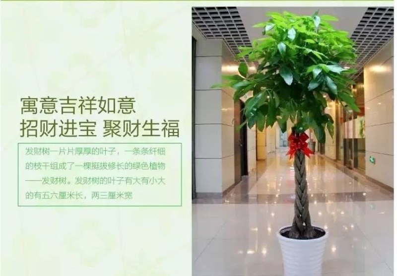 发财树盆栽大客厅绿植大型植物发财树盆栽绿植开业乔迁送礼大