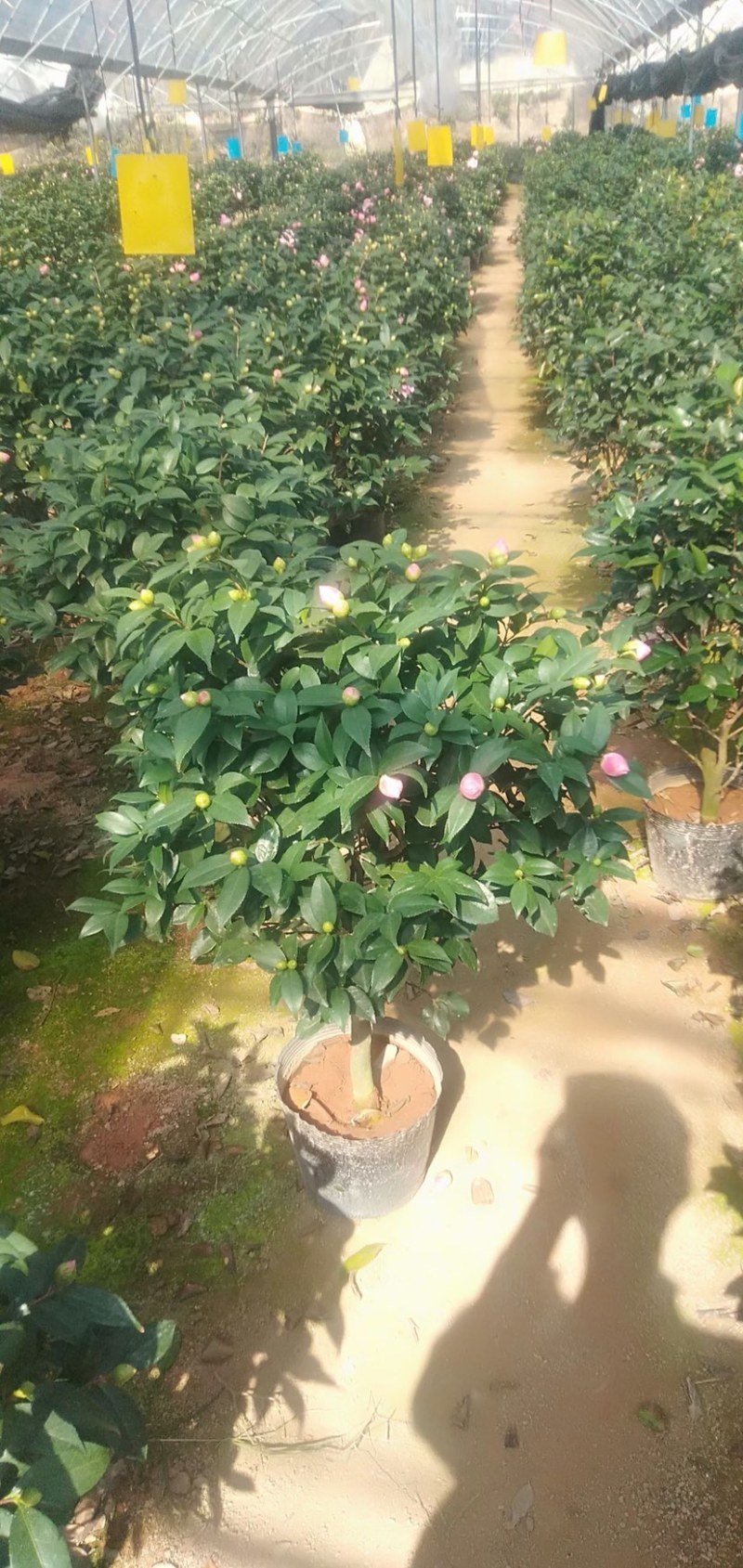 五色茶花香妃赤丹等一手货源品质保证一件起批
