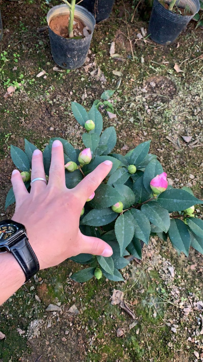五色茶花香妃赤丹等一手货源品质保证一件起批