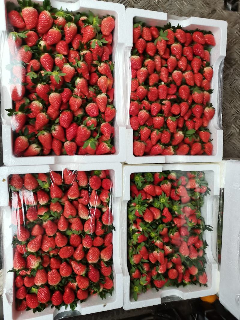 杭州大江东奶油草莓开售！