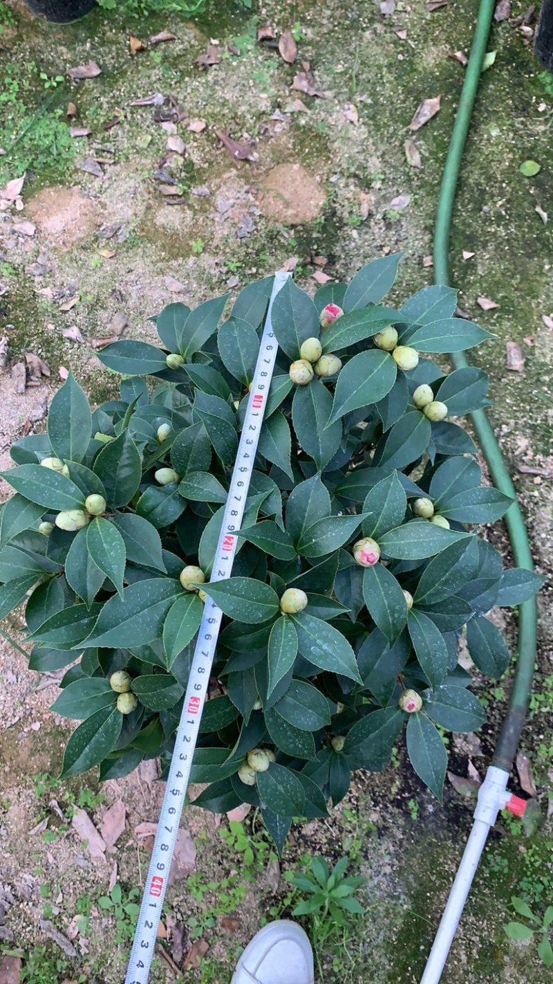 五色茶花香妃赤丹等一手货源品质保证一件起批