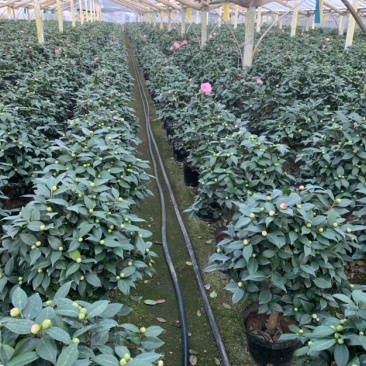 五色茶花香妃赤丹等一手货源品质保证一件起批