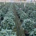 五色茶花香妃赤丹等一手货源品质保证一件起批