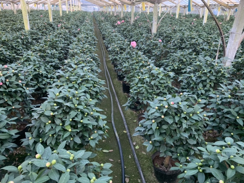 五色茶花香妃赤丹等一手货源品质保证一件起批