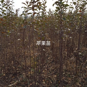 我苗圃大量苹果苗出售
