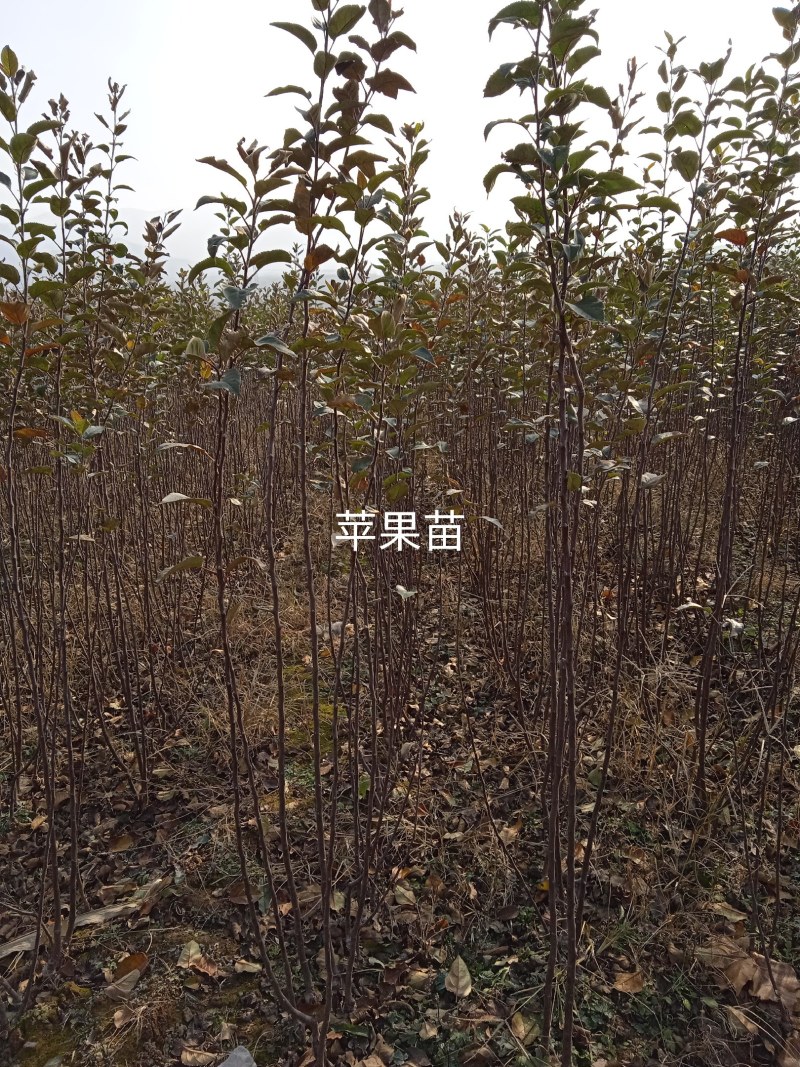 我苗圃大量苹果苗出售