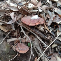 野生灵芝，整枝灵芝，纯野生，包邮。假一赔十。