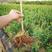 突尼斯软籽石榴苗保证品种，保证质量，保证当年开花结果