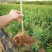 突尼斯软籽石榴苗保证品种，保证质量，保证当年开花结果