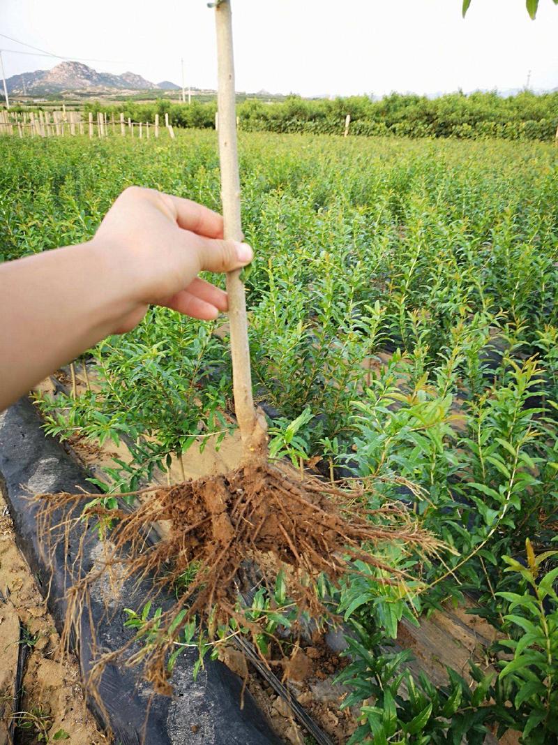 突尼斯软籽石榴苗保证品种，保证质量，保证当年开花结果