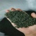 绿茶明前茶新茶春茶上市毛尖茶乡下茶农村茶叶