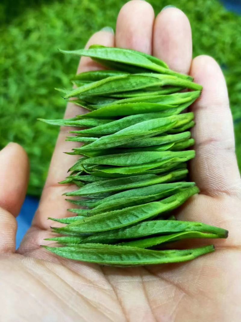 绿茶明前茶新茶春茶上市毛尖茶乡下茶农村茶叶