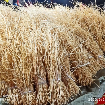 新鲜白茅根常年不停产，风雨无阻。承接大长期合作采购商常年