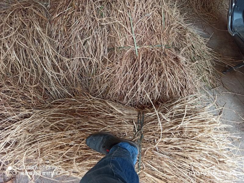 新鲜白茅根常年不停产，风雨无阻。承接大长期合作采购商常年