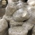 四川高山鱼腥草产地直发货源充足质量🈶️保障支持电商代发