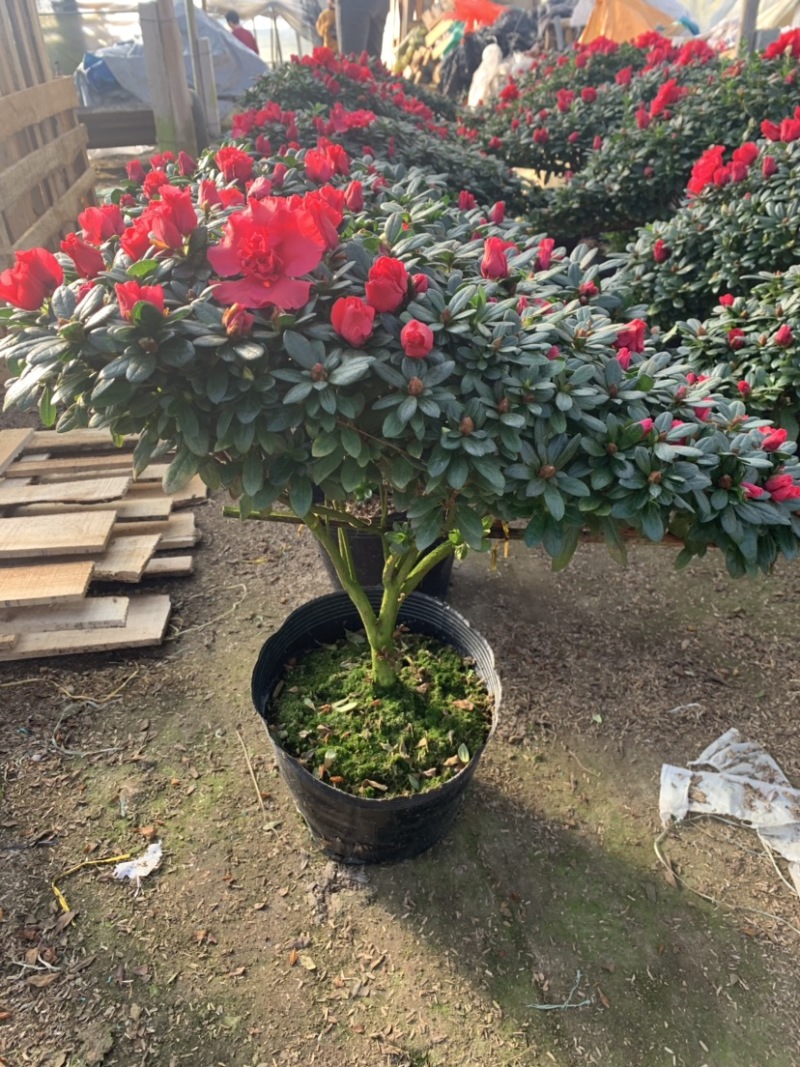 造型杜鹃，悬崖杜鹃，福建龙岩永福基地直销！