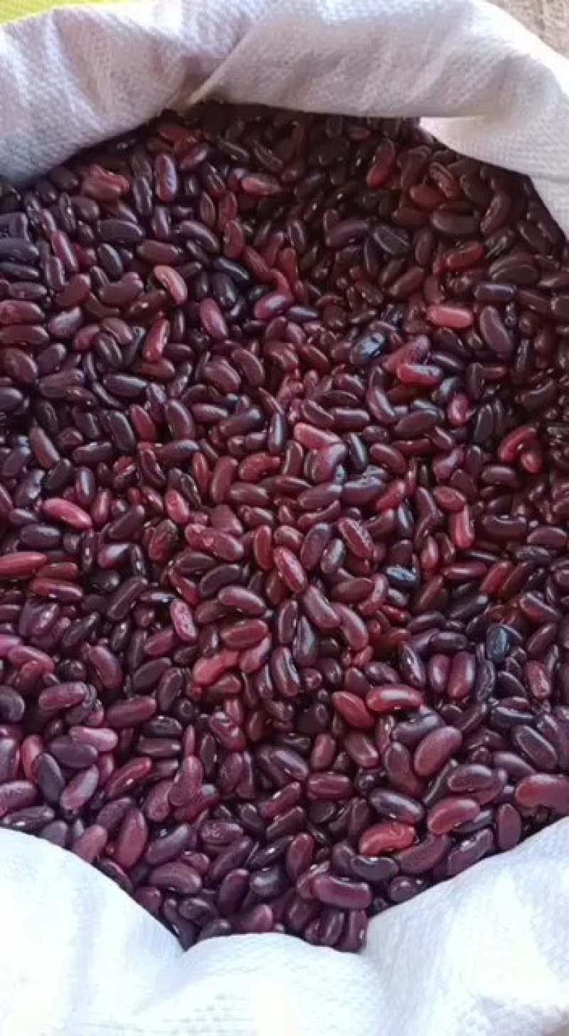 红腰豆，质量保证，品质好，大量供应