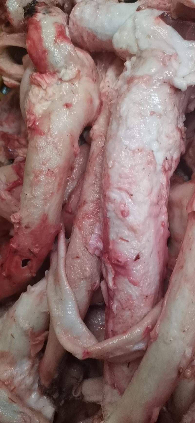 纯干牛黄喉，鲜宰，现修，先打真空，不泡水