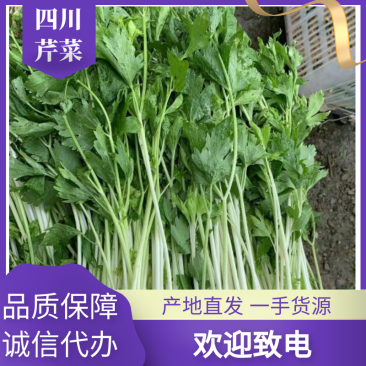 【热销】四川乐山芹菜基地批发价格实惠欢迎致电