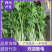 【热销】四川乐山芹菜基地批发价格实惠欢迎致电