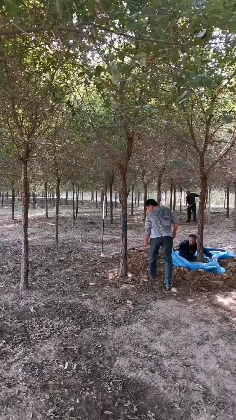 海堂，4至12公分，货量充足，质量保证。土球，全冠。