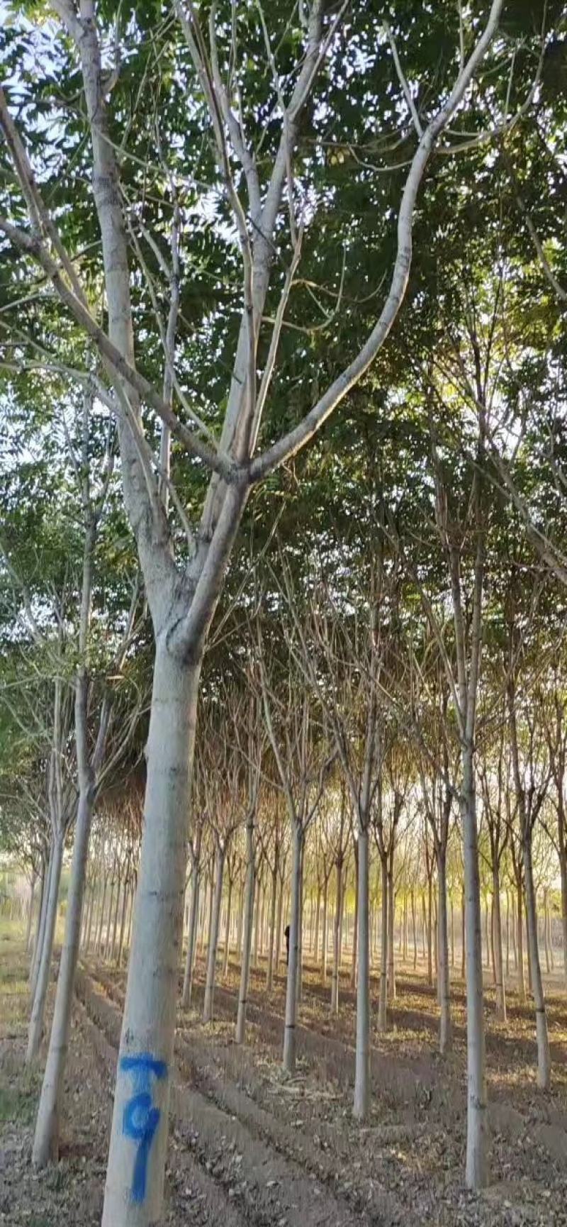海堂，4至12公分，货量充足，质量保证。土球，全冠。