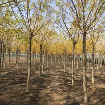 精品金叶榆，供应各种绿化树货量充足，质量保证，欢迎采购。