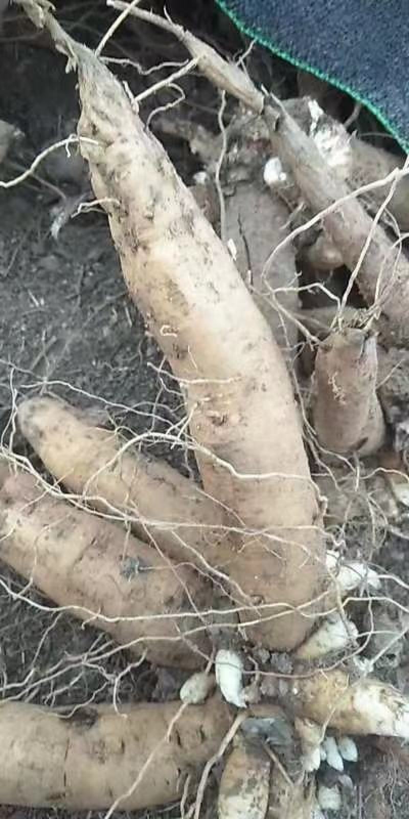 鲜玄参大货，谁要联系我
