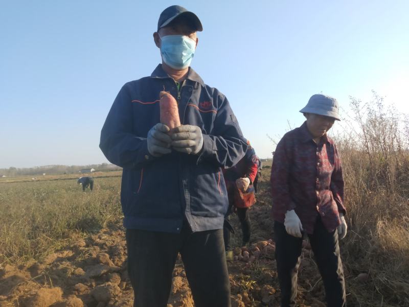 爆浆蜜薯烟薯25山东红薯地瓜电商货