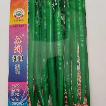 苏润3000特长线椒种子一代杂交品种早熟性好基地专用种子