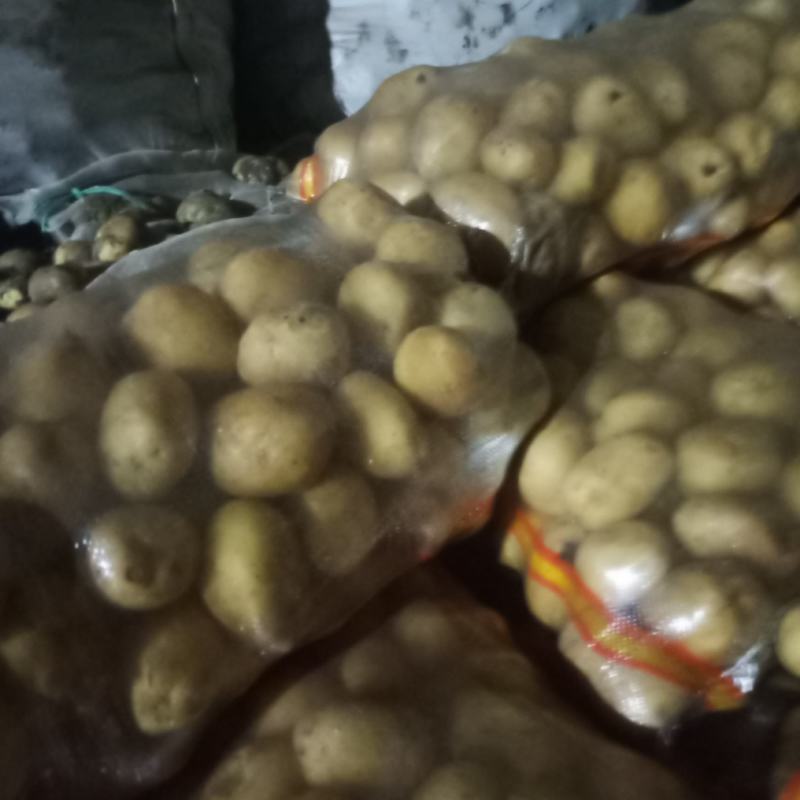 【热销】黄心土豆全国供应可视频看货量大从优欢迎电联